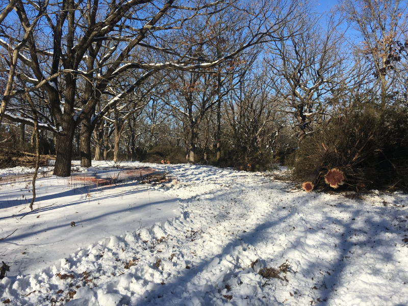 Site of forest habitat management in winter at Bridgeview Park Reserve.